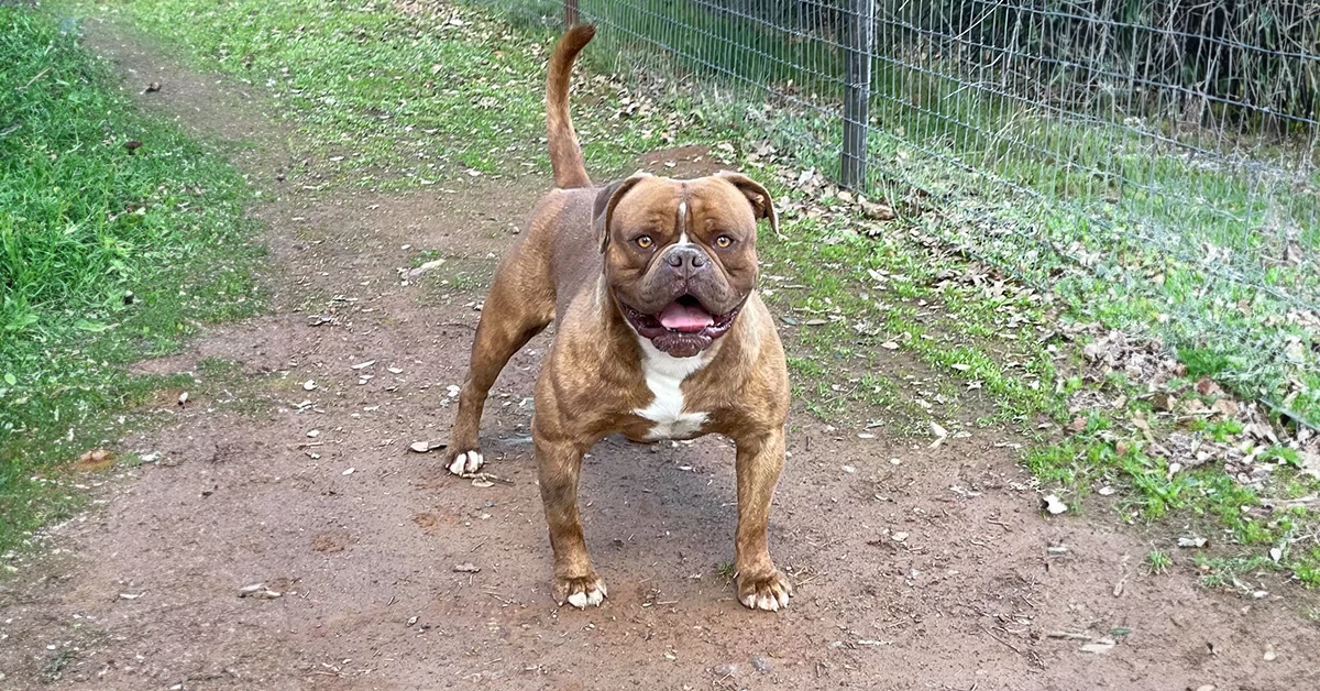 (RIP) Buffdog's Red Tiger