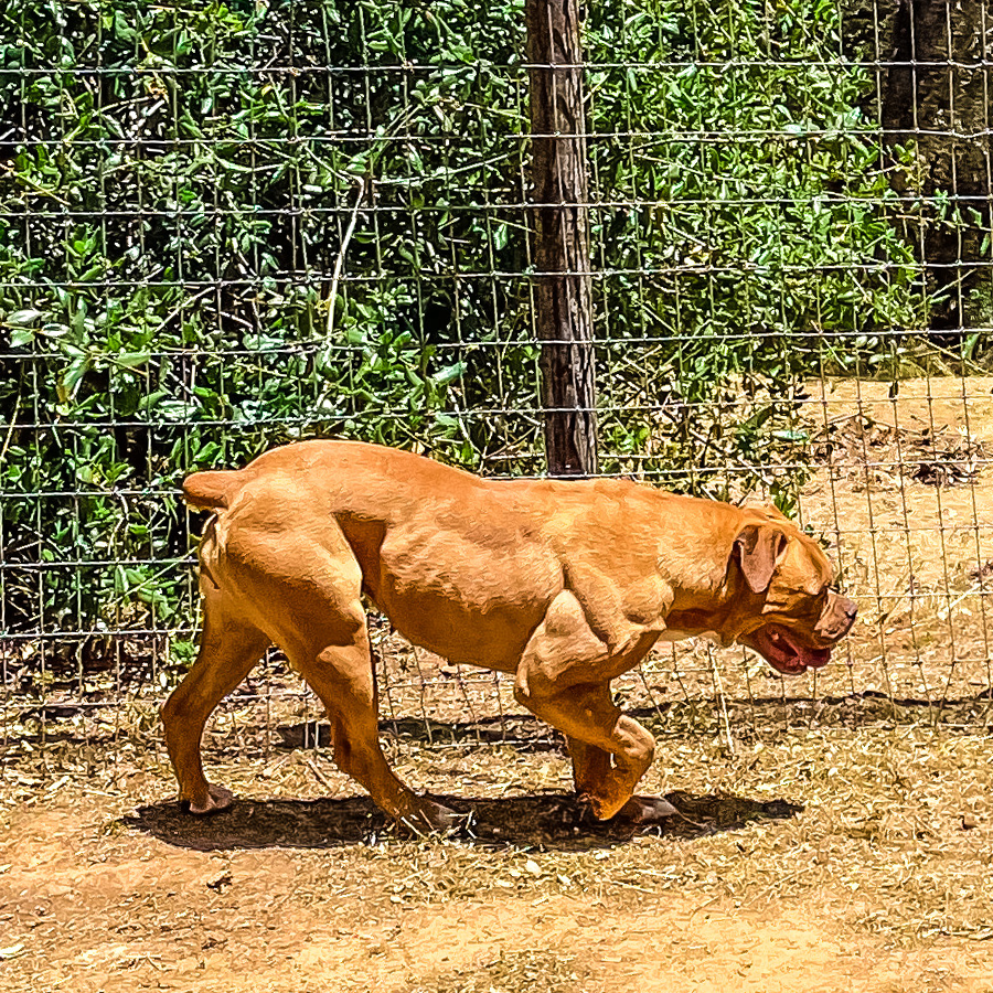 high performance buffdogs bulldogs bandogs for sale near me